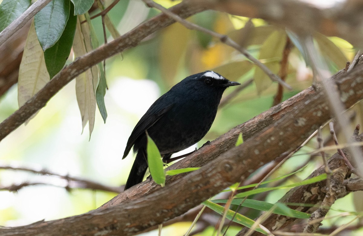 Himalayan Shortwing - ML646390721