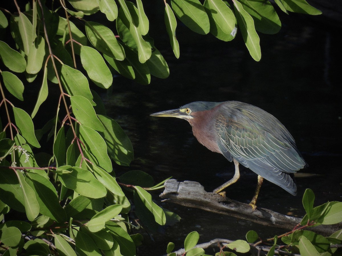 Green Heron - ML646390722