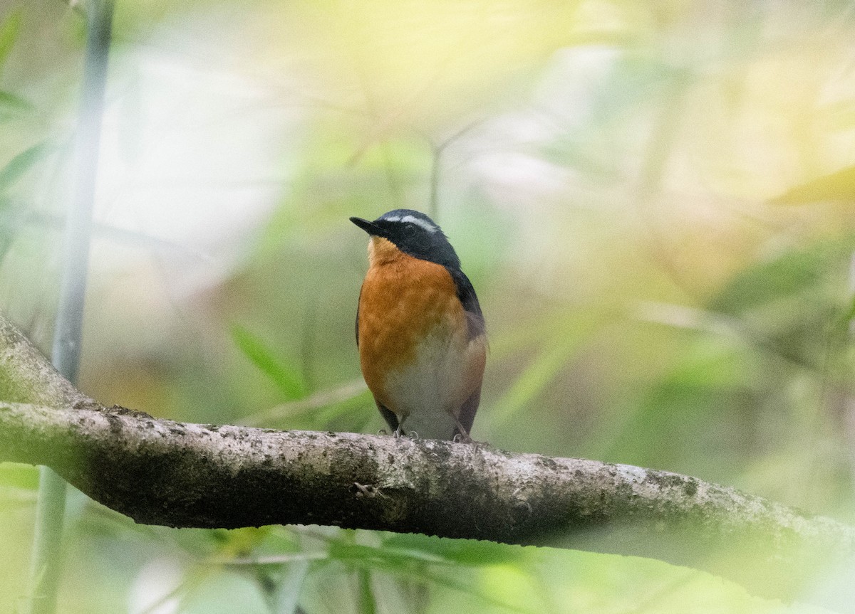 Indian Blue Robin - ML646390723