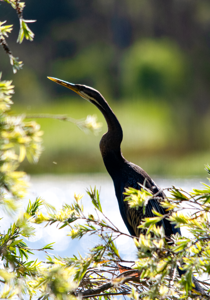 Australasian Darter - ML646390724