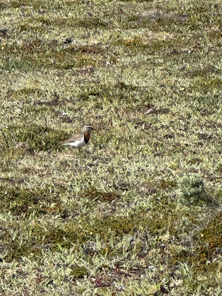 Rufous-chested Dotterel - ML646390725