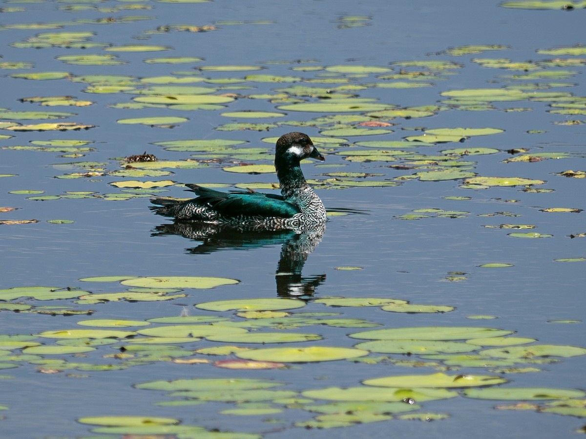 Green Pygmy-Goose - ML646390726