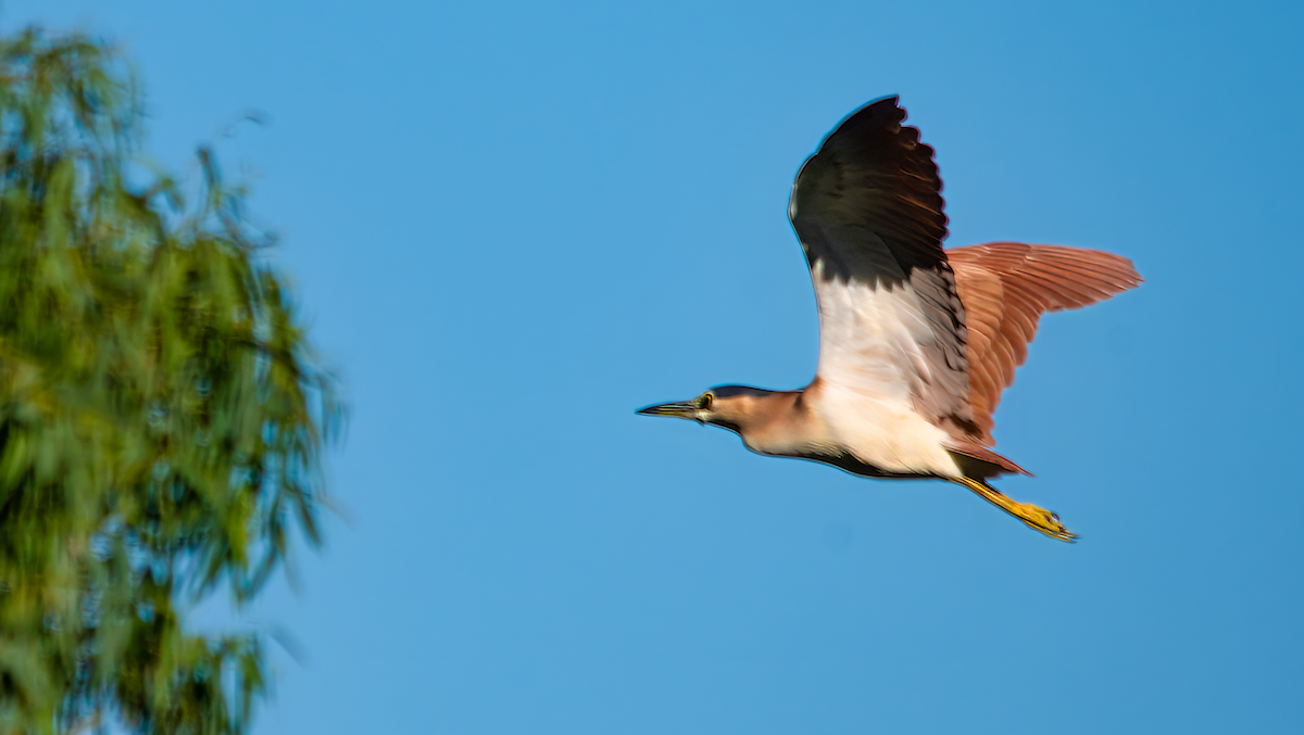 Nankeen Night Heron - ML646390727
