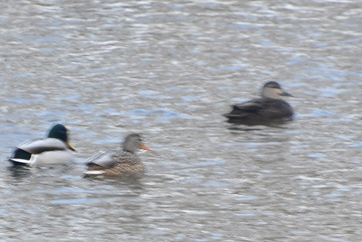 American Black Duck - ML646390728