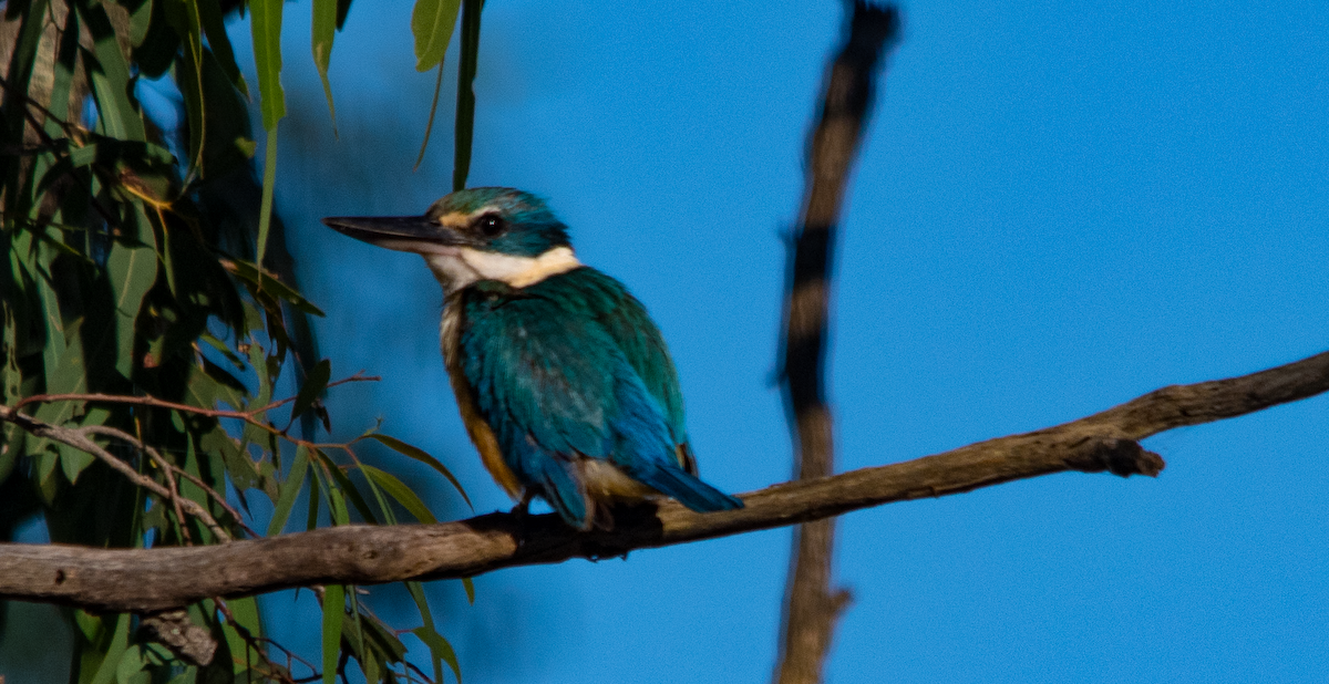 Sacred Kingfisher - ML646390729