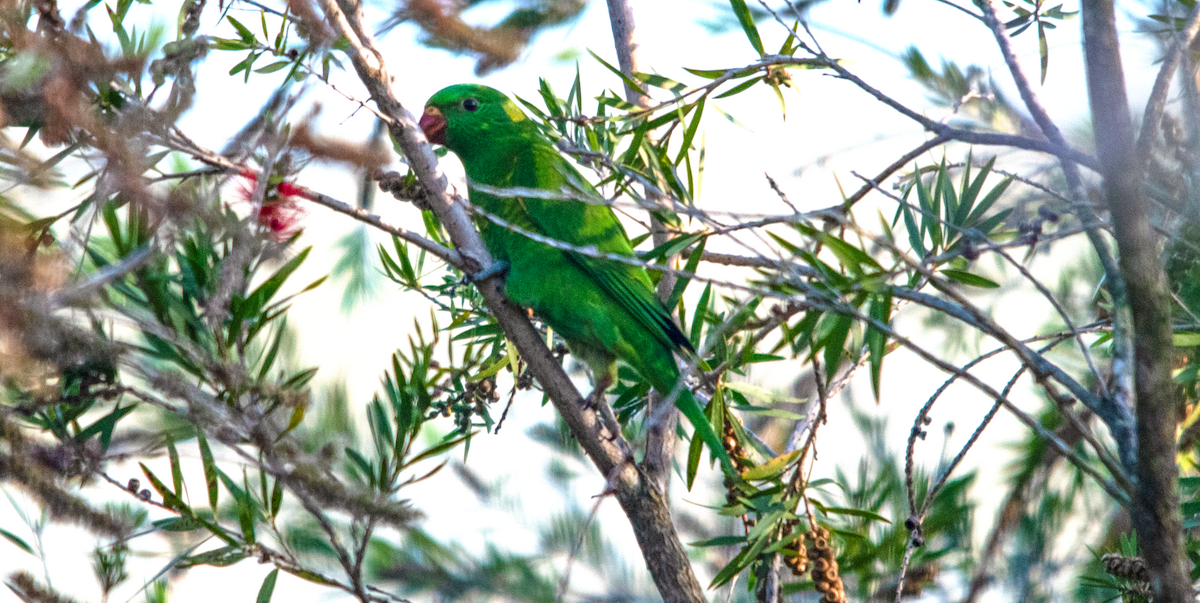 Scaly-breasted Lorikeet - ML646390730