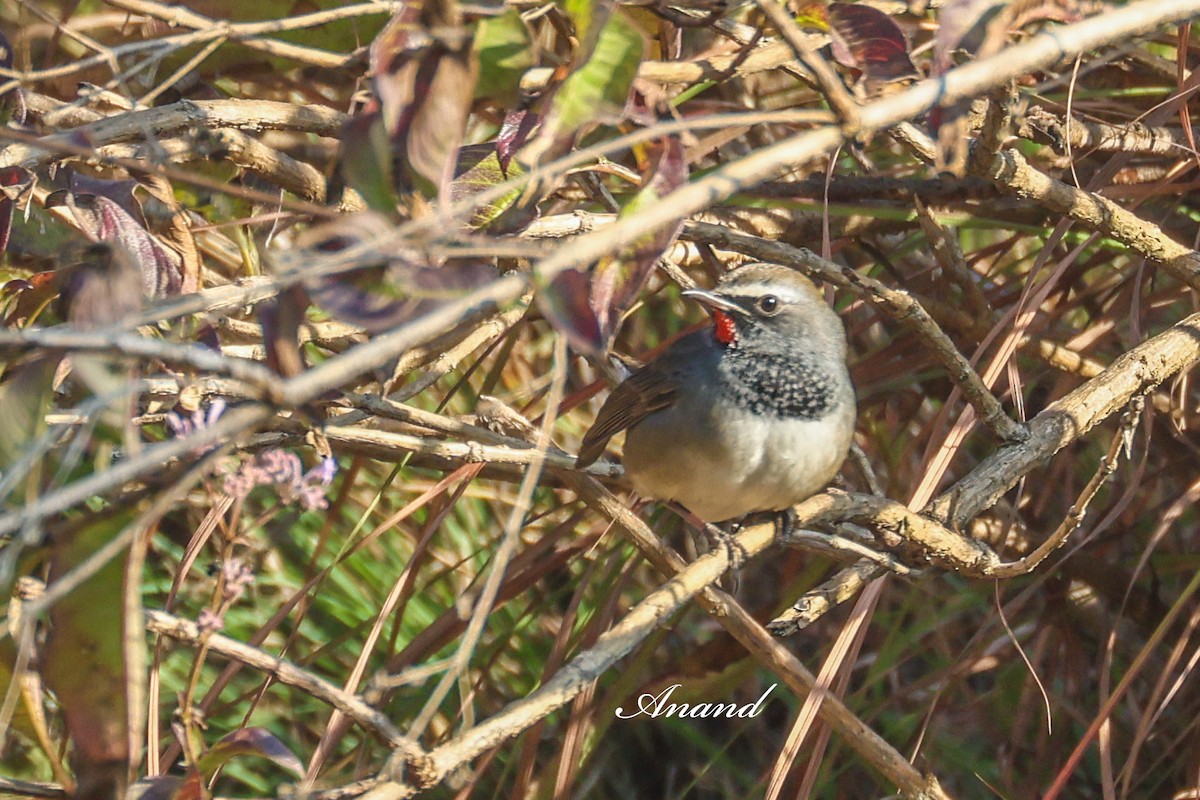 Himalayan Rubythroat - ML646390732