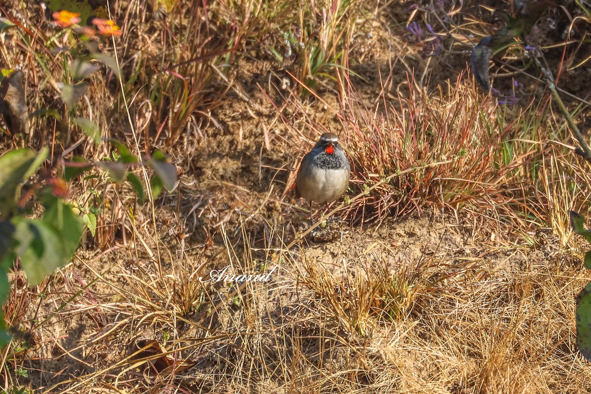Himalayan Rubythroat - ML646390733