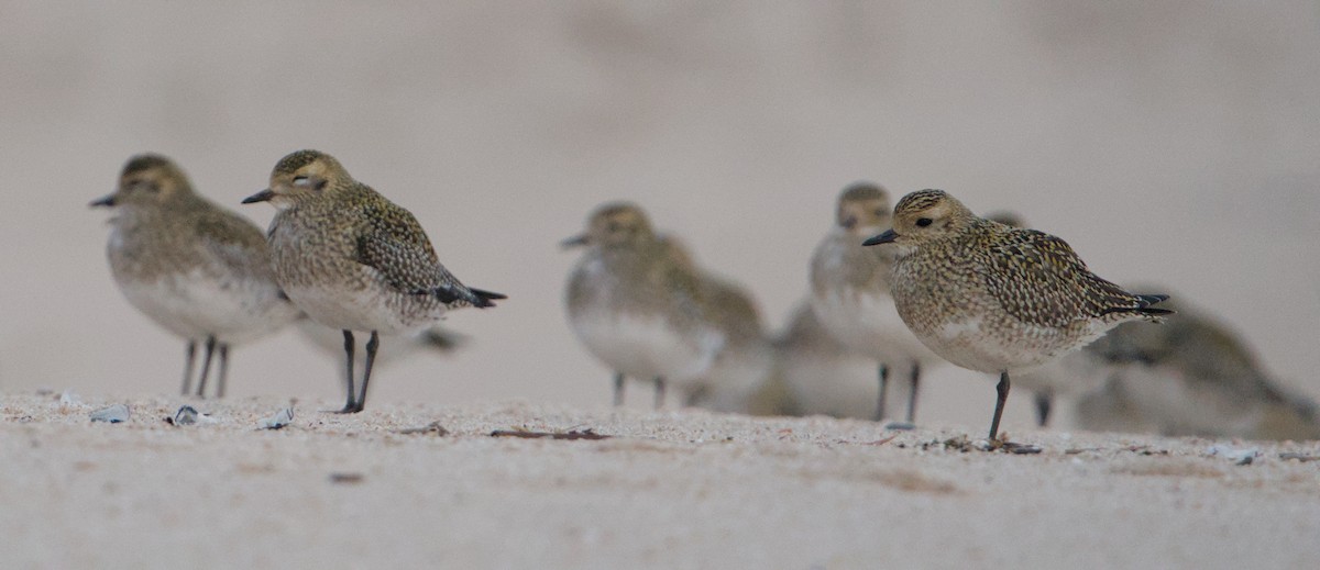 European Golden-Plover - ML646390734