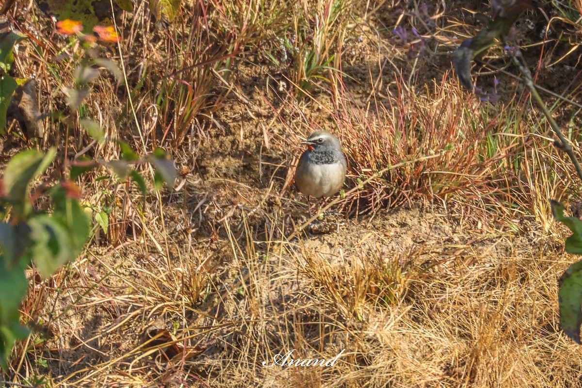 Himalayan Rubythroat - ML646390735