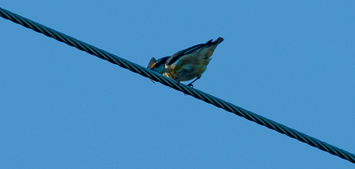 Striated Pardalote - ML646390736