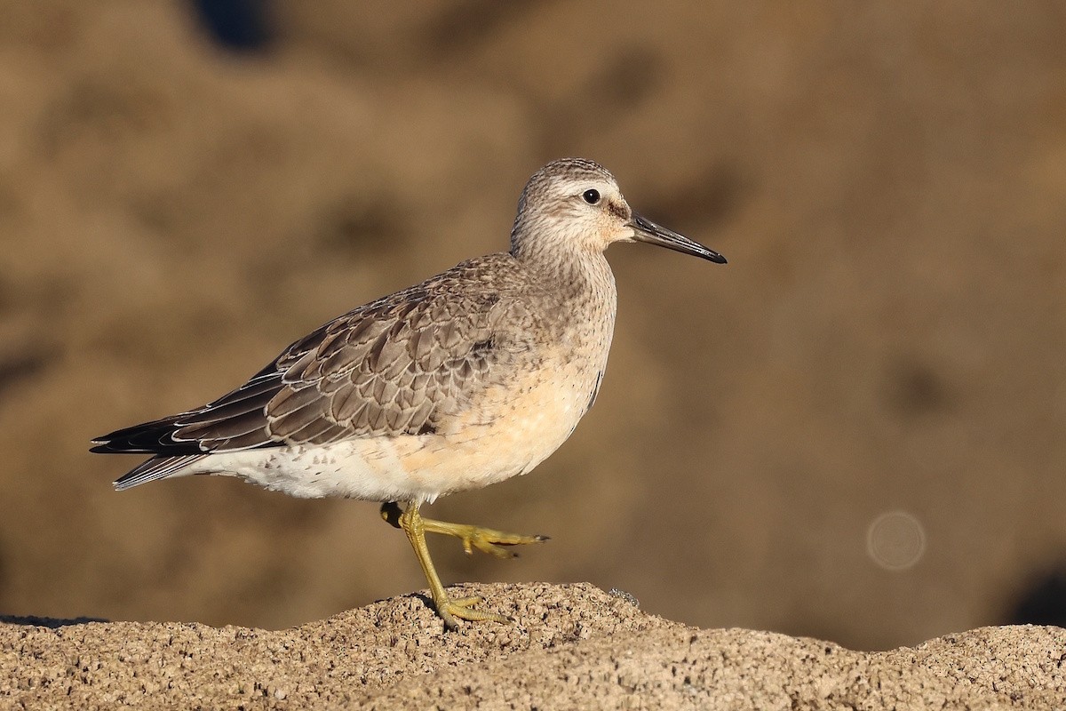 Red Knot - ML646390737
