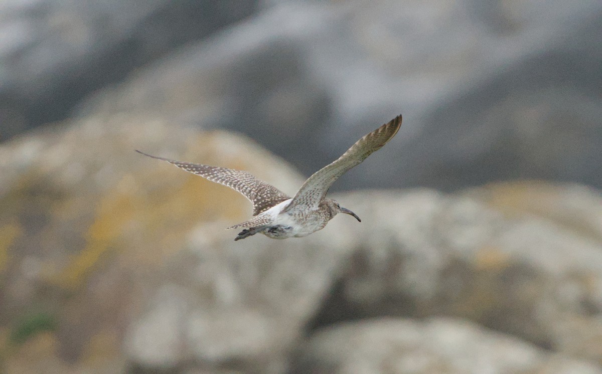 Eurasian Whimbrel - ML646390739