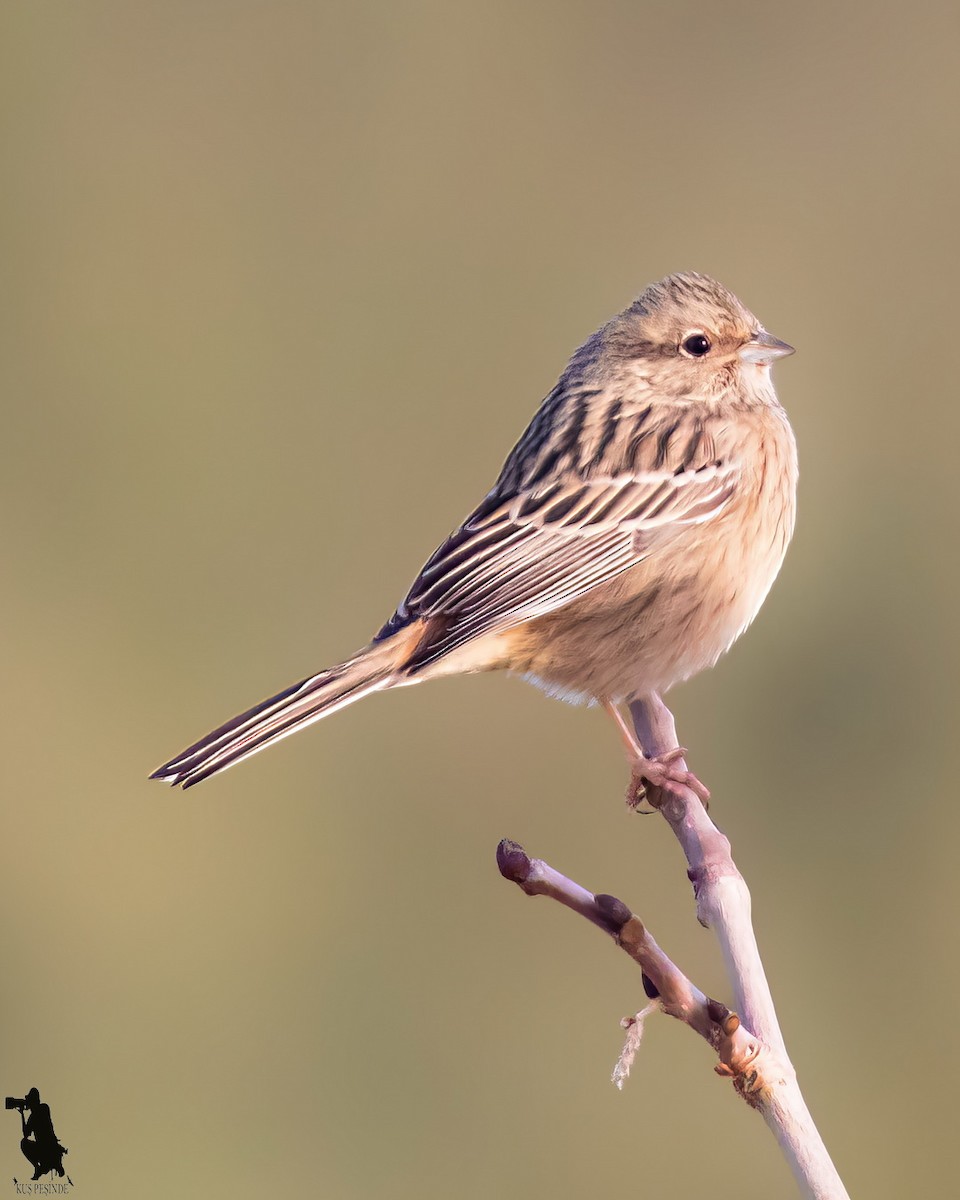 Rock Bunting - ML646390740