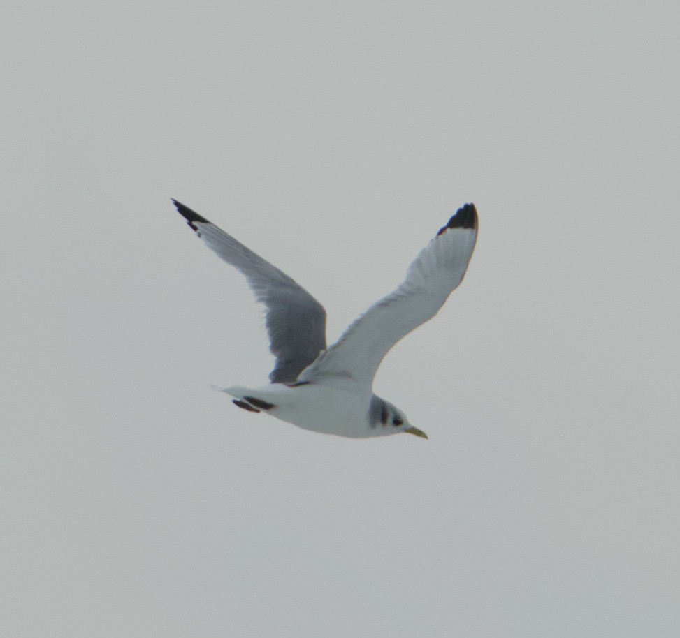 Black-legged Kittiwake - ML646390741