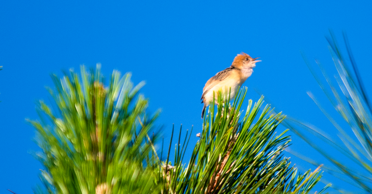 Golden-headed Cisticola - ML646390742