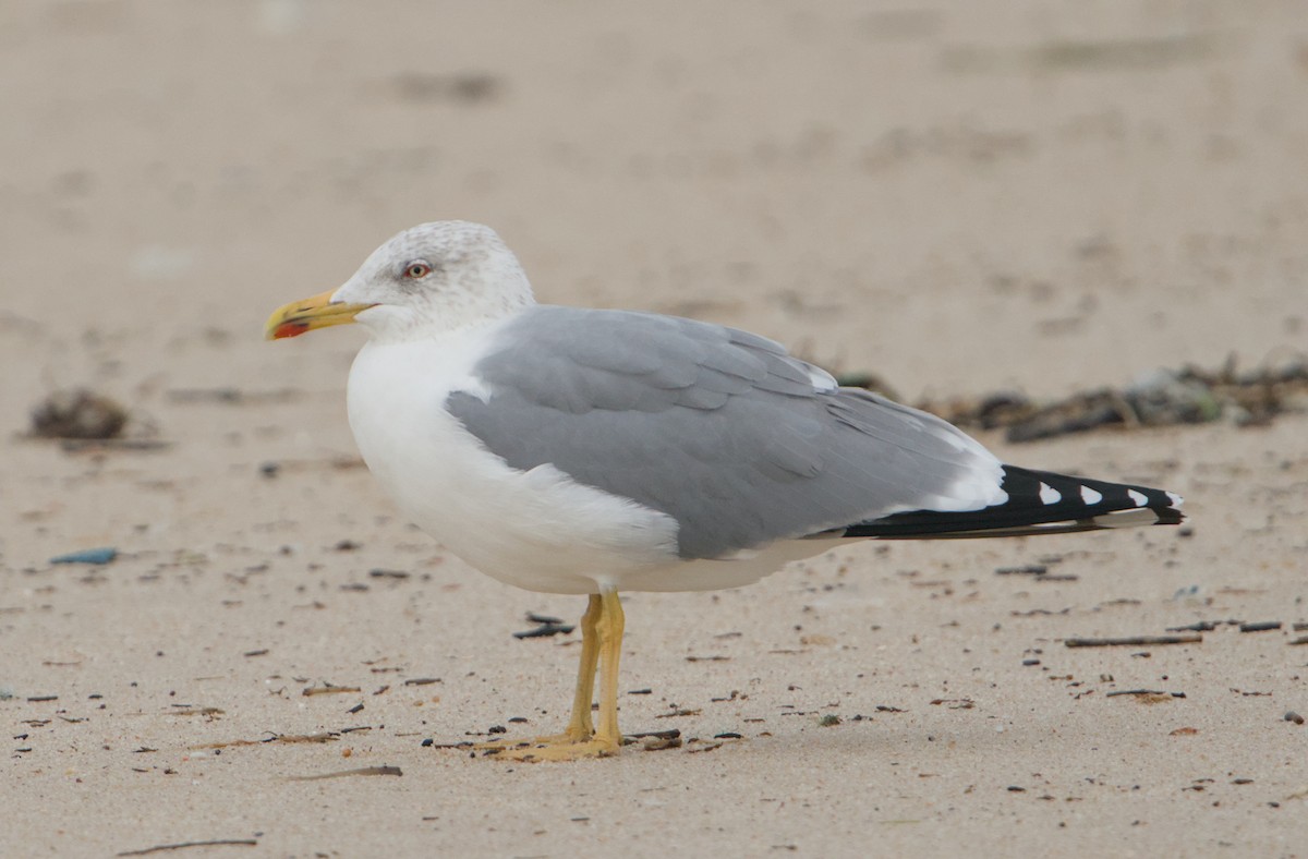Yellow-legged Gull - ML646390743