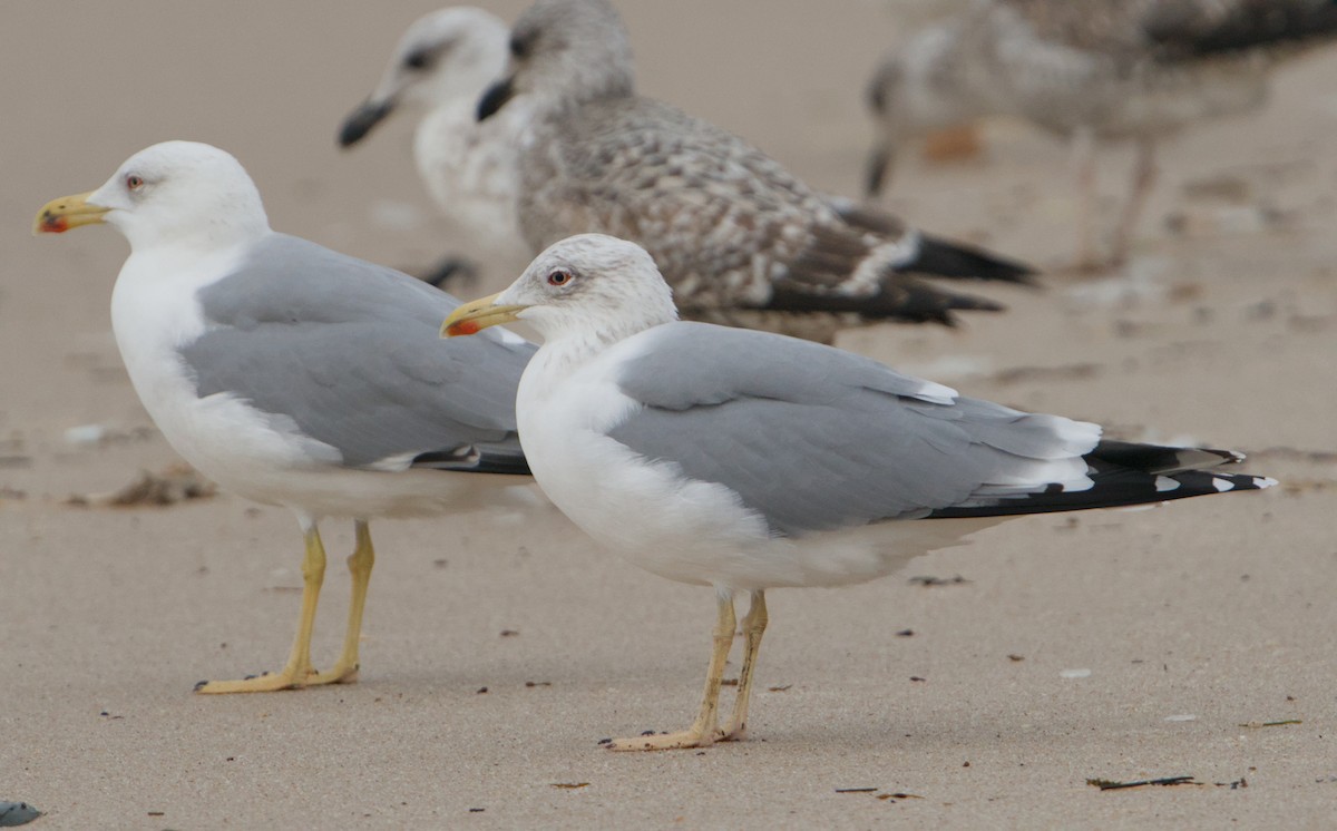 Yellow-legged Gull - ML646390744