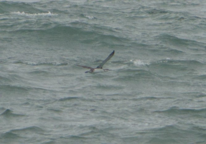 Краснозобая гагара - ML646390745