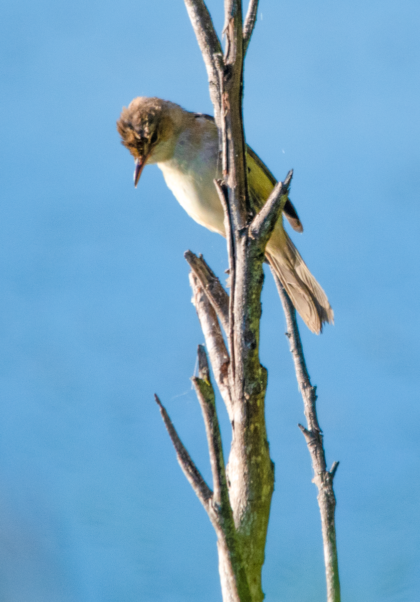Australian Reed Warbler - ML646390746