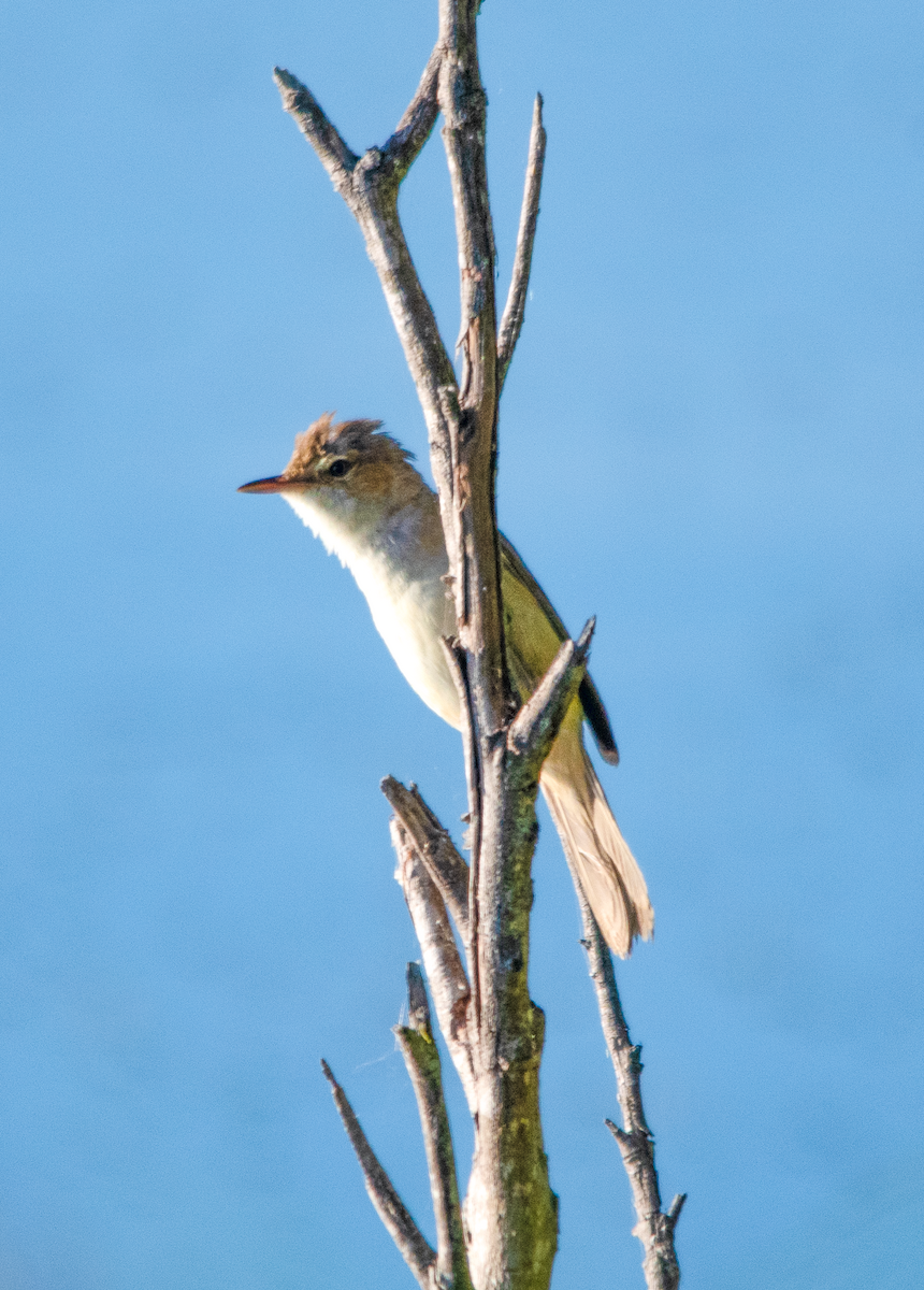 Australian Reed Warbler - ML646390747