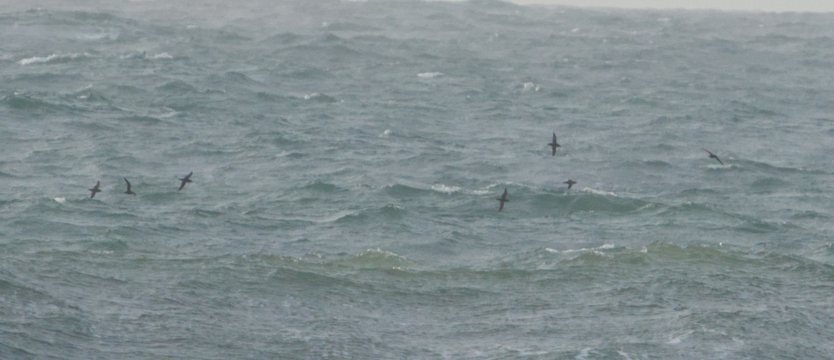 Balearic Shearwater - ML646390748