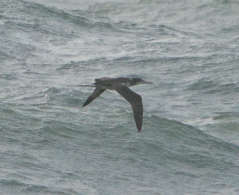 Northern Gannet - ML646390749