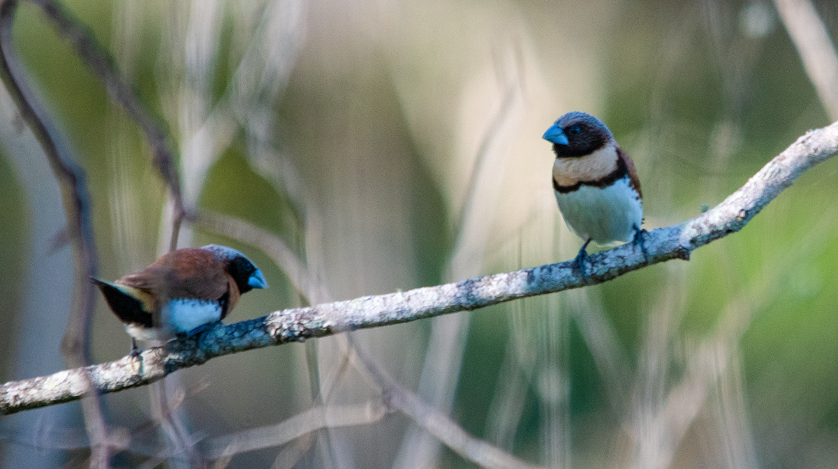 Chestnut-breasted Munia - ML646390751