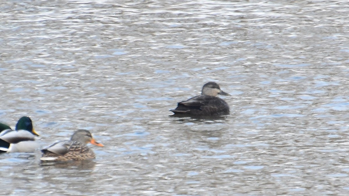 American Black Duck - ML646390753