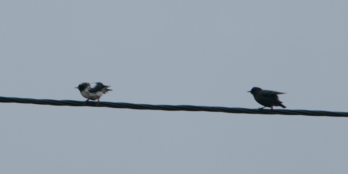 Étourneau unicolore - ML646390754