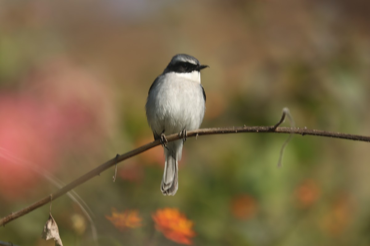 灰叢鴝 - ML646390756