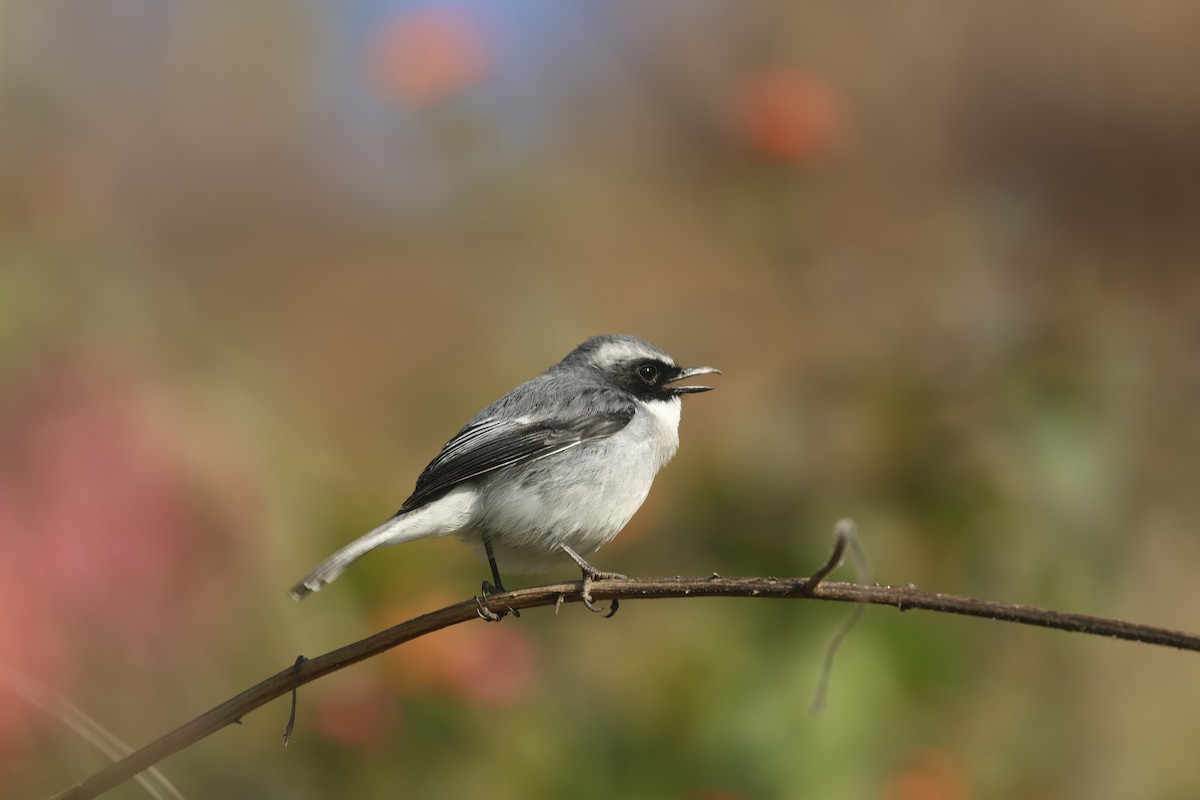 灰叢鴝 - ML646390757