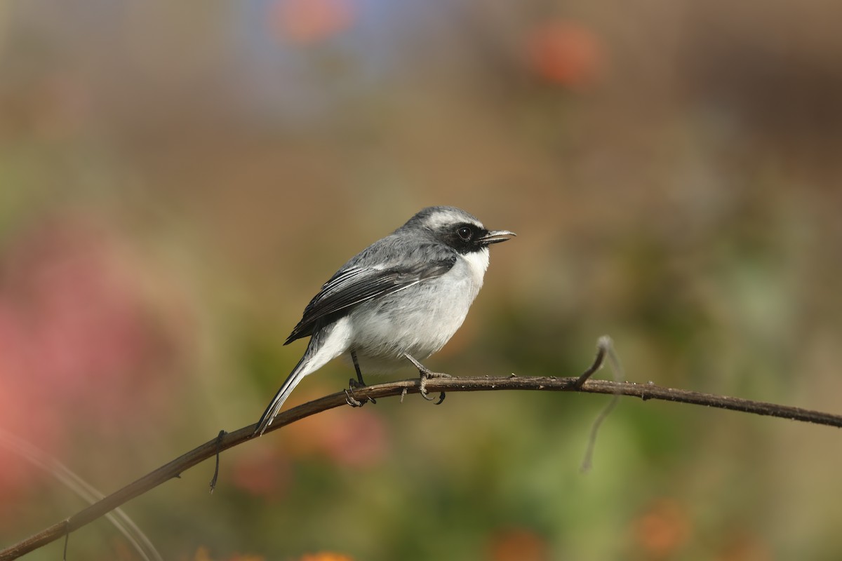 灰叢鴝 - ML646390758