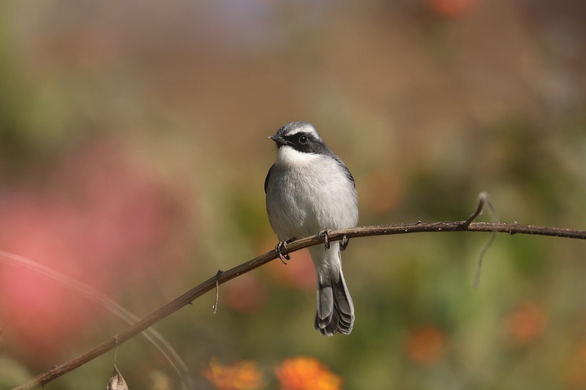 灰叢鴝 - ML646390759