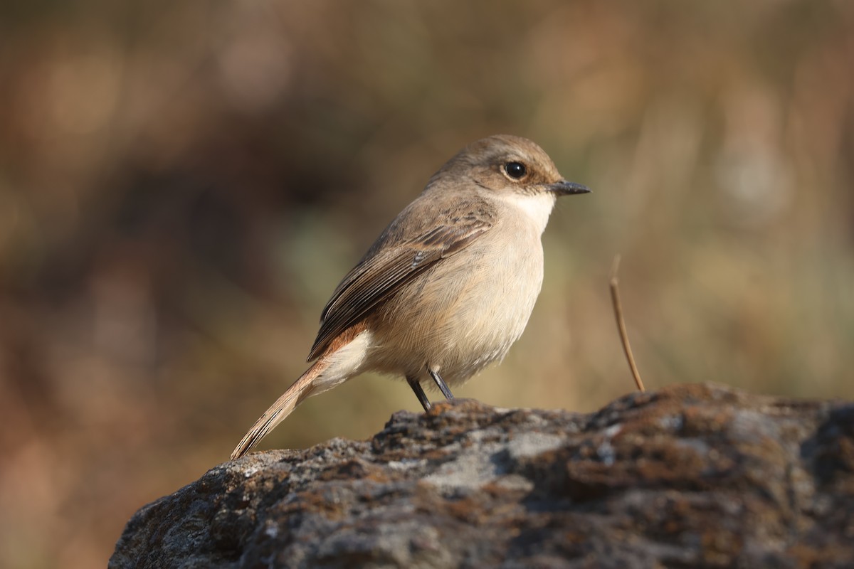 灰叢鴝 - ML646390760