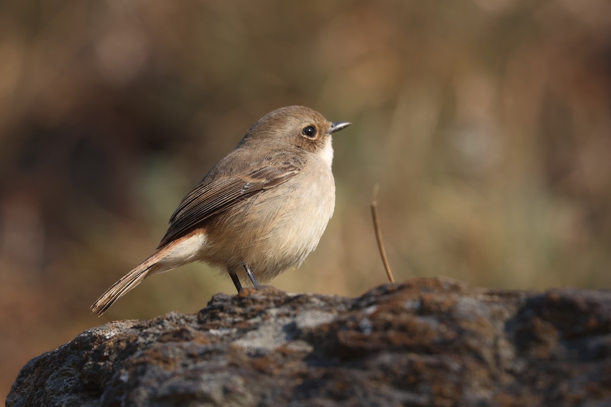 灰叢鴝 - ML646390761