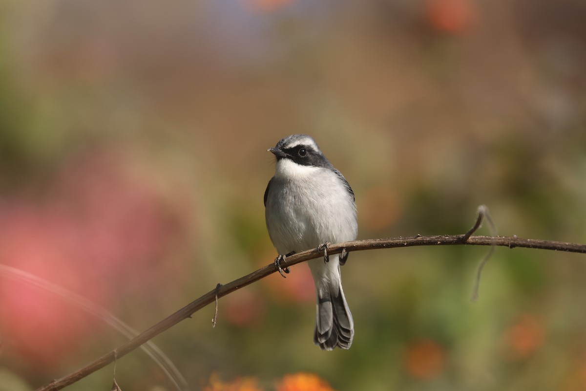 灰叢鴝 - ML646390762