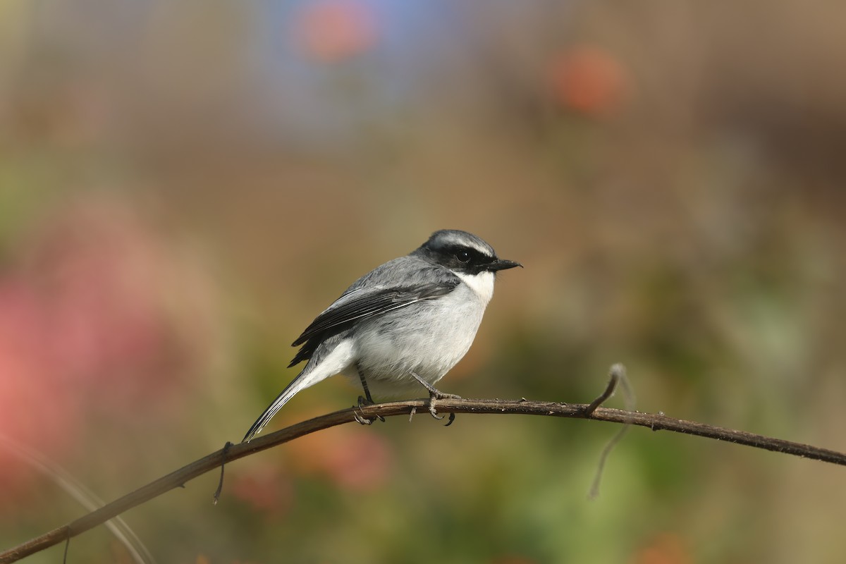 灰叢鴝 - ML646390763