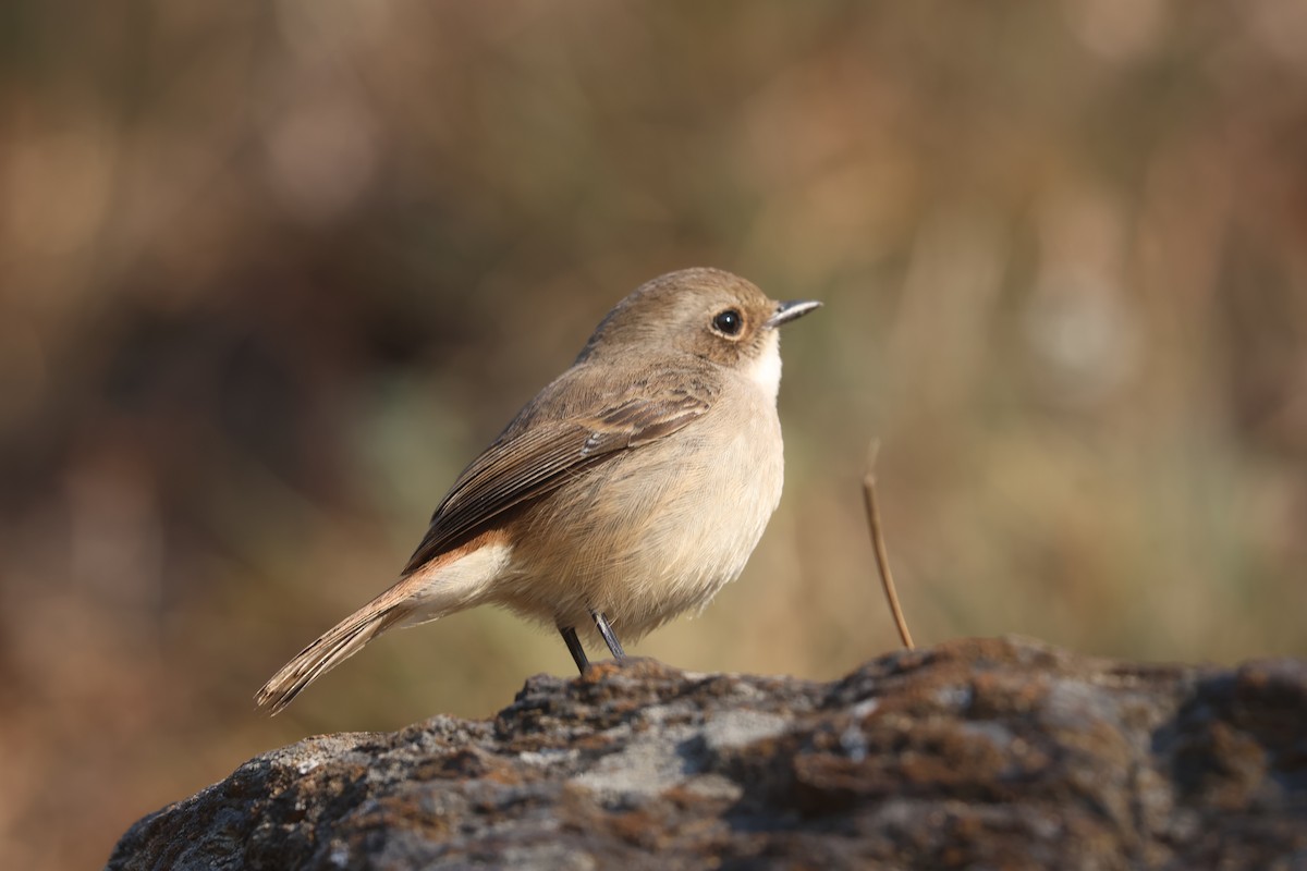 灰叢鴝 - ML646390764