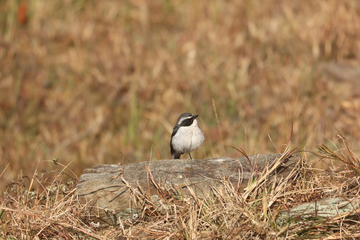 灰叢鴝 - ML646390765