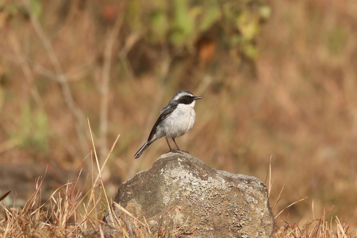 灰叢鴝 - ML646390766