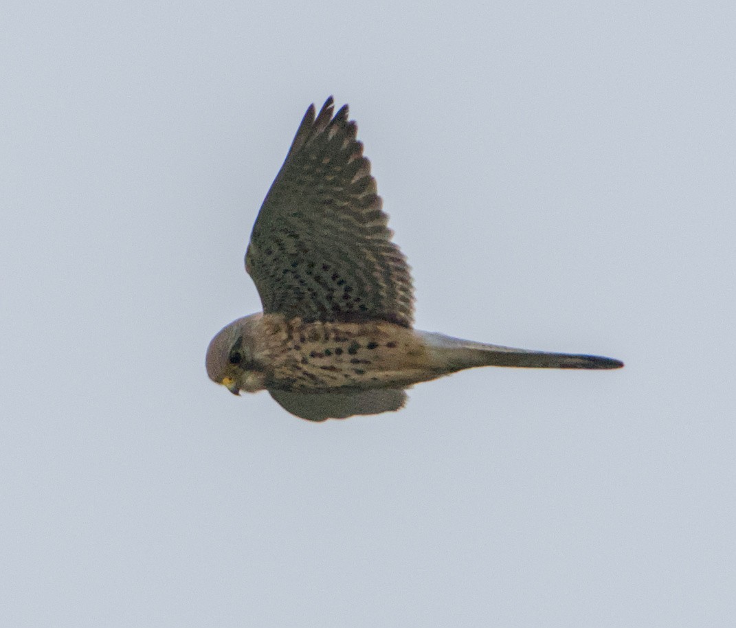 Eurasian Kestrel - ML646390767