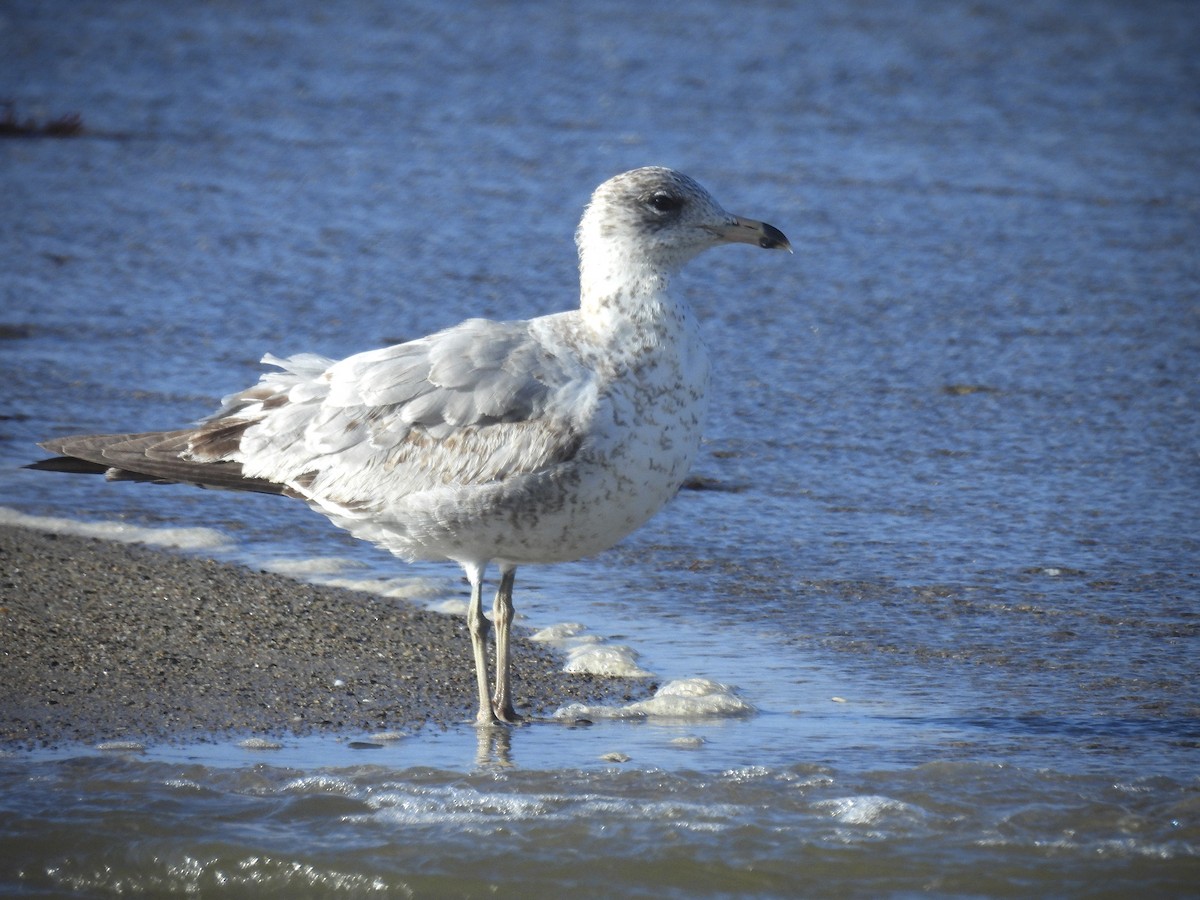 Ring-billed Gull - ML646390769
