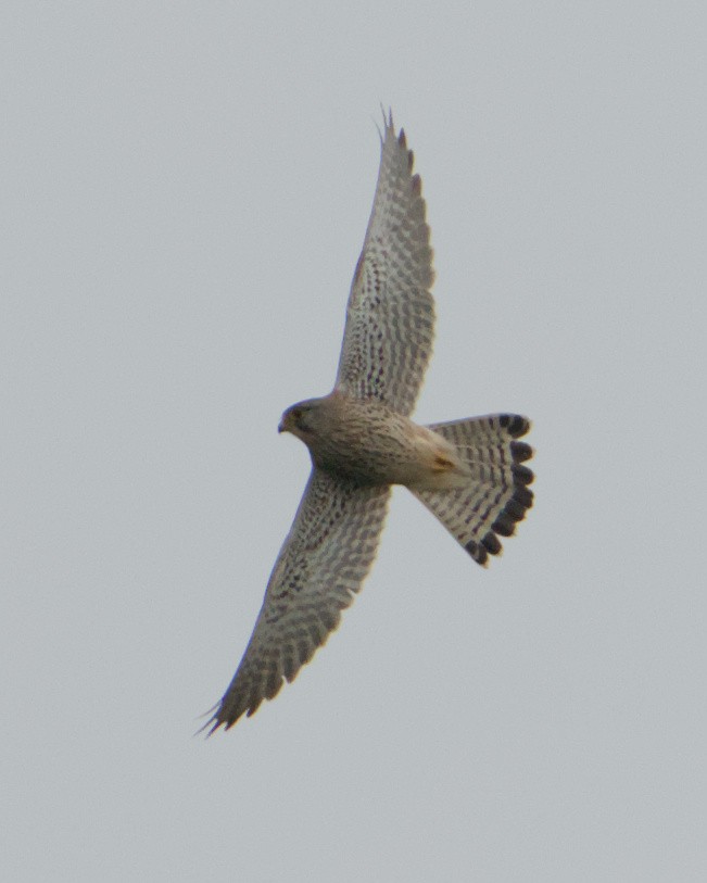 Eurasian Kestrel - ML646390770