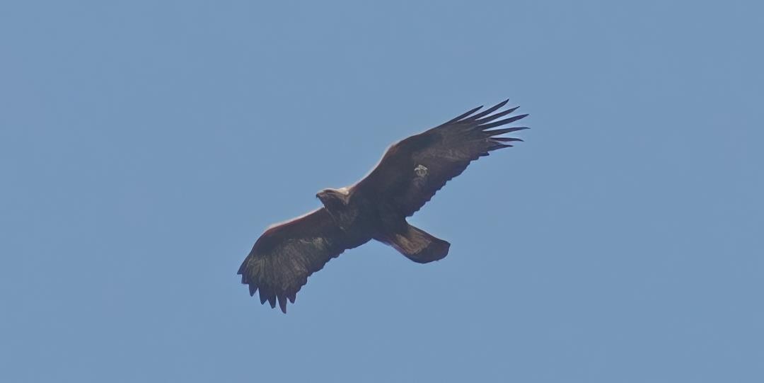 Цармын бүргэд - ML646390773