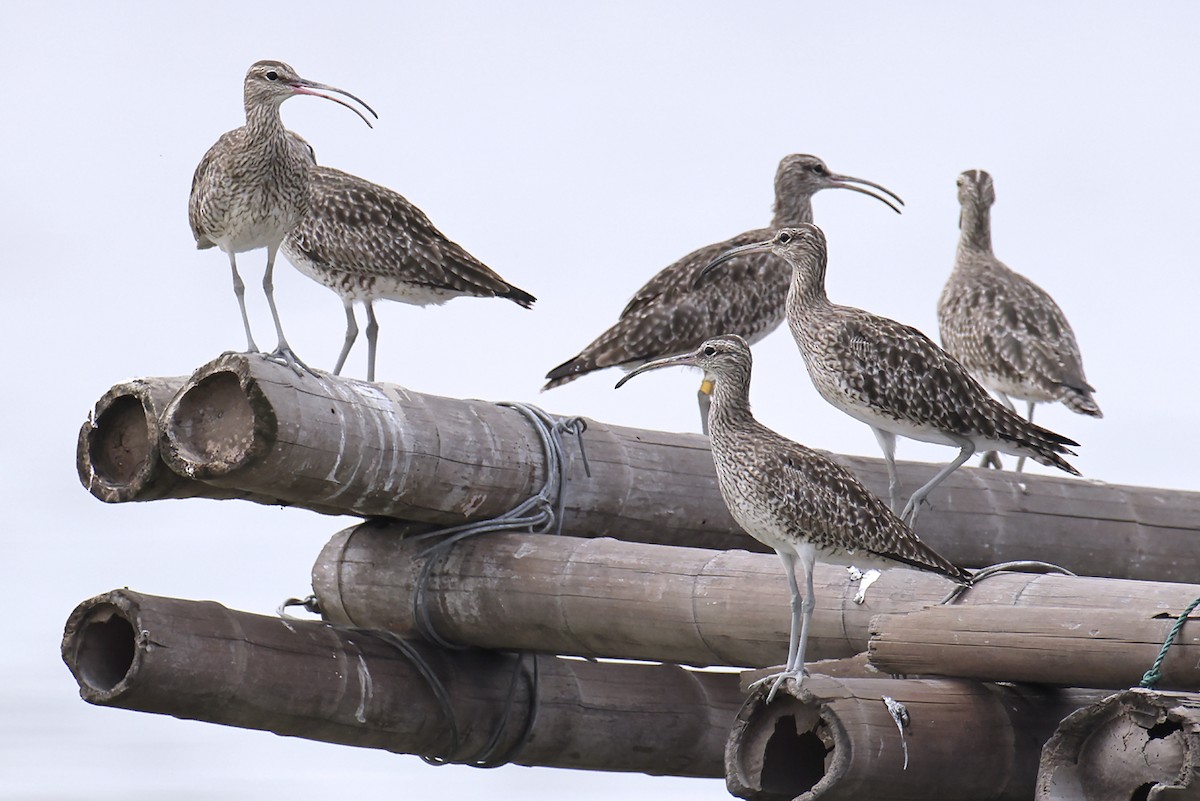 Eurasian Whimbrel - ML646390774