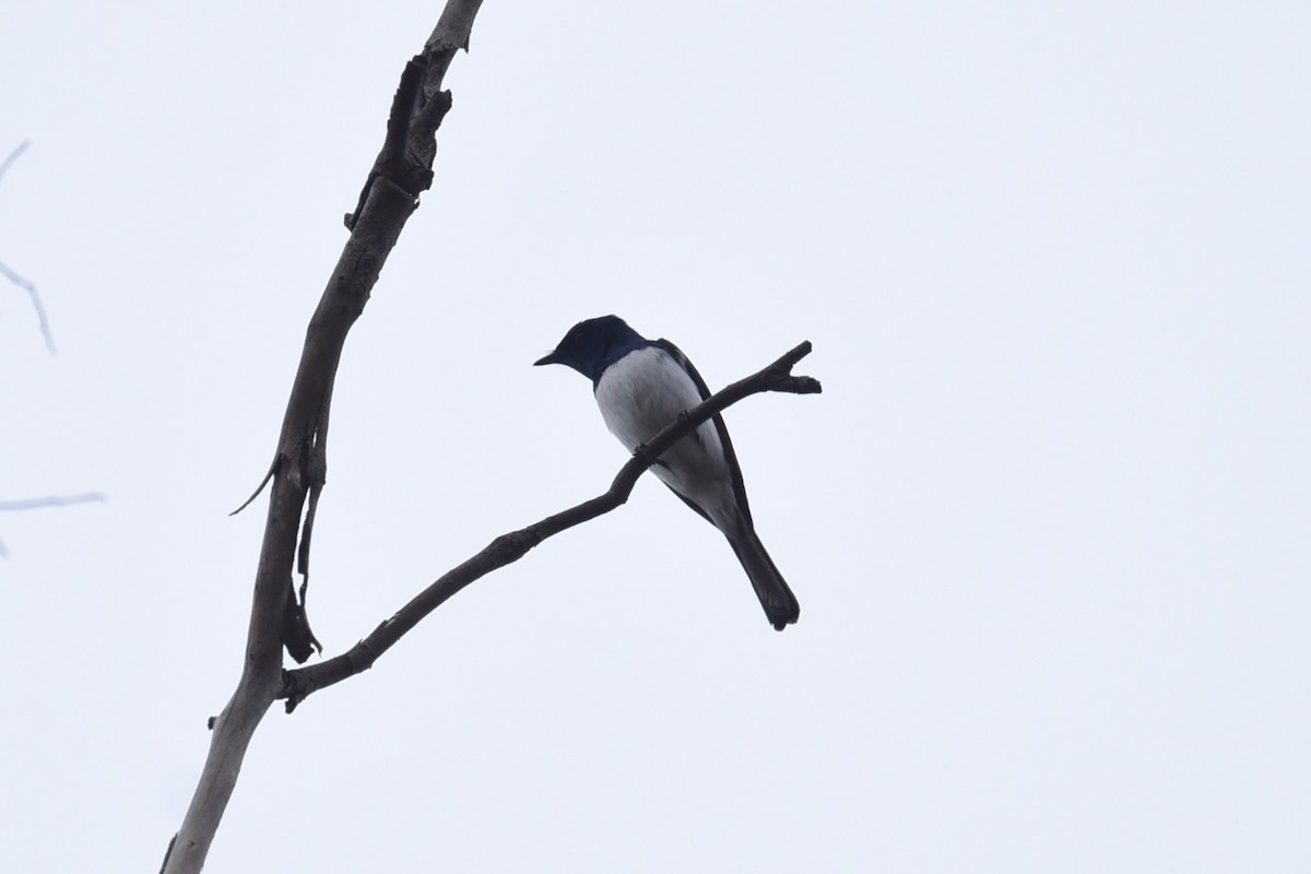Satin Flycatcher - ML646390776
