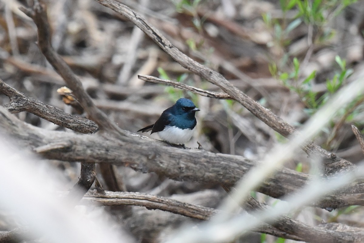 Satin Flycatcher - ML646390777