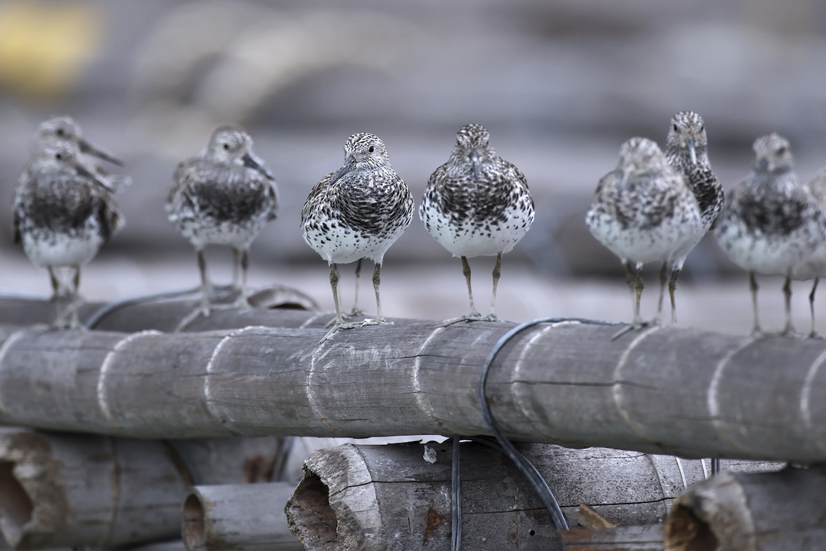 大濱鷸 - ML646390778