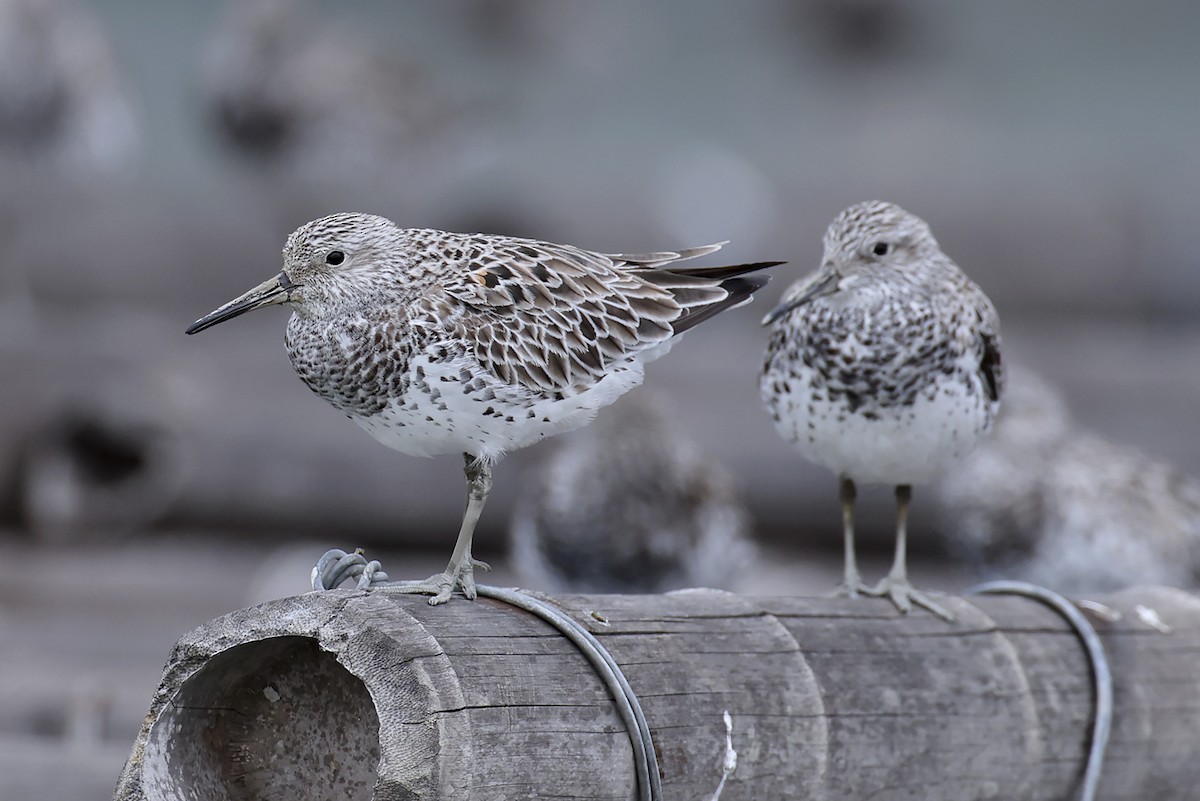 大濱鷸 - ML646390779